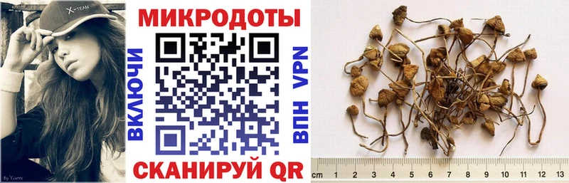 Псилоцибиновые грибы Psilocybe Псков